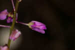 Scalloped milkwort